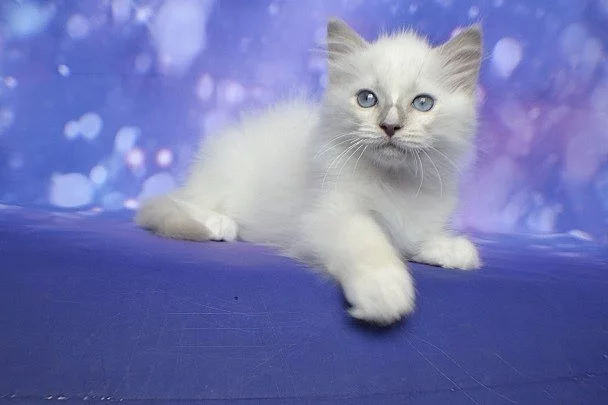 prodej Ragdoll koťata kocourci bez PP