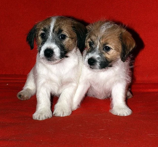 Jack Russell terier fenky 8 týdnů