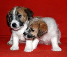 Jack Russell terier fenky 8 týdnů