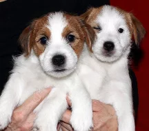 Jack Russell terier fenky 8 týdnů