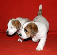 Jack Russell terier fenky 8 týdnů