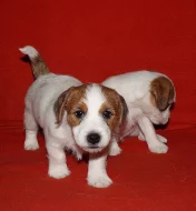Jack Russell terier fenky 8 týdnů