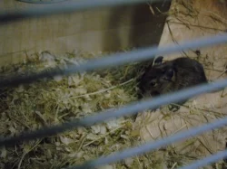 Daruji 5 mláďat osmáků degu