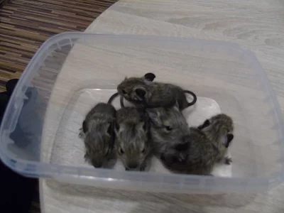 Daruji 5 mláďat osmáků degu