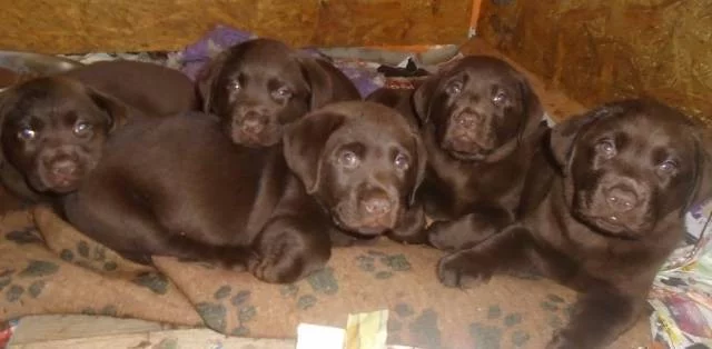 Labradorský retriever s PP