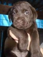 Labradorský retriever s PP