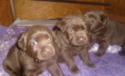 Labradorský retriever s PP