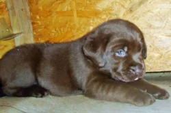 Labradorský retriever s PP
