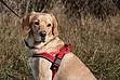 Jožin - kříženec asi labradora a bígla