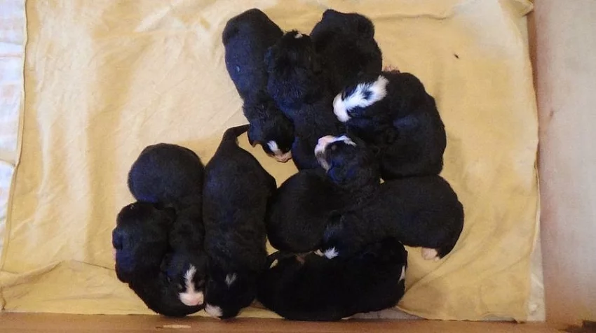 Bernský salašnický pes