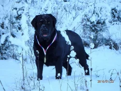 Štěňátka s PP - labrador