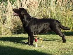 Štěňátka s PP - labrador
