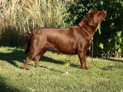 Štěňátka s PP - labrador
