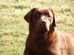 Štěňátka s PP - labrador