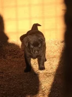 Štěňátka s PP - labrador
