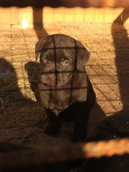 Štěňátka s PP - labrador