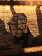 Štěňátka s PP - labrador