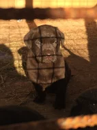 Štěňátka s PP - labrador