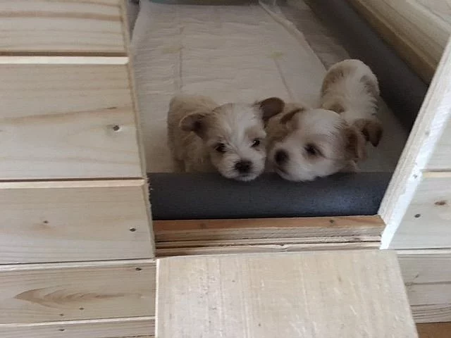 GOLDDUST Yorkshire terrier s PP