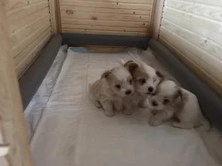 GOLDDUST Yorkshire terrier s PP