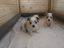 GOLDDUST Yorkshire terrier s PP