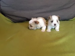 GOLDDUST Yorkshire terrier s PP