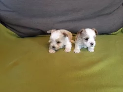 GOLDDUST Yorkshire terrier s PP
