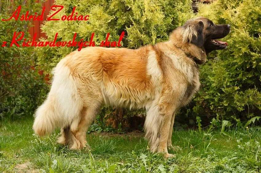 Štěňátka leonbergera s PP