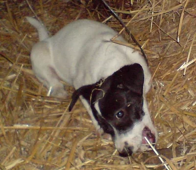 Prodám štěně Jack Russella Teriera