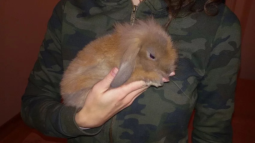 Prodej zakrslých králičích mláďat