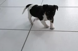 Prodám štěně Jack Russella Teriera