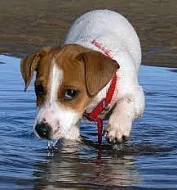 Prodám štěně Jack Russella Teriera
