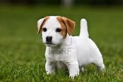 Prodám štěně Jack Russella Teriera
