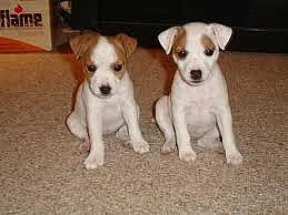 Prodám štěně Jack Russella Teriera
