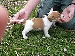 Prodám štěně Jack Russella Teriera
