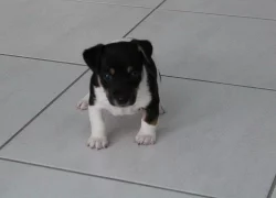 Daruji stěne Jack-Russel