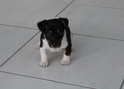 Daruji stěne Jack-Russel