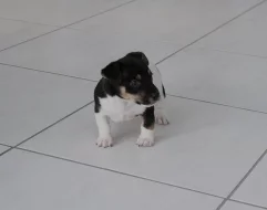 Daruji stěne Jack-Russel
