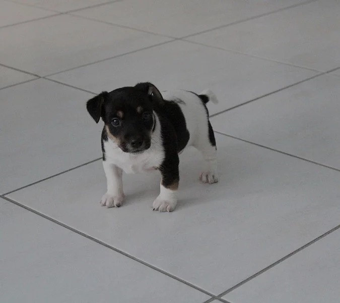 Daruji stěne Jack-Russel