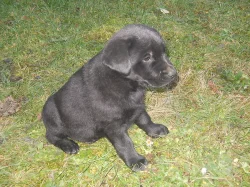 Prodám štěně Labradora,černé,kříženec