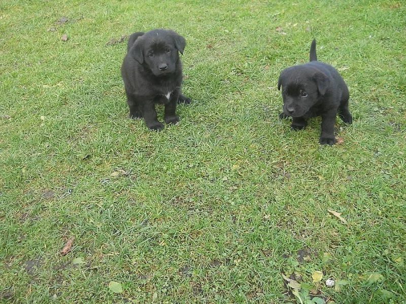 Prodám štěně Labradora,černé,kříženec