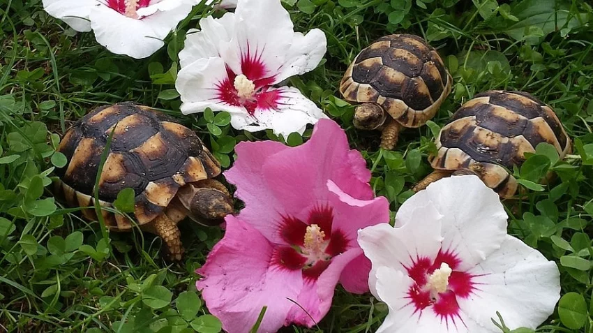 Suchozemská želva vroubená -T. marginata