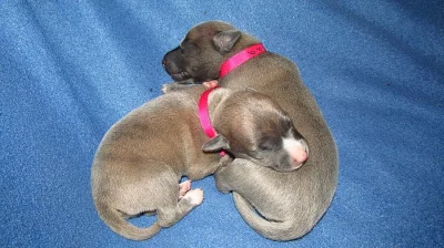 Štěňátka Whippet / Vipet