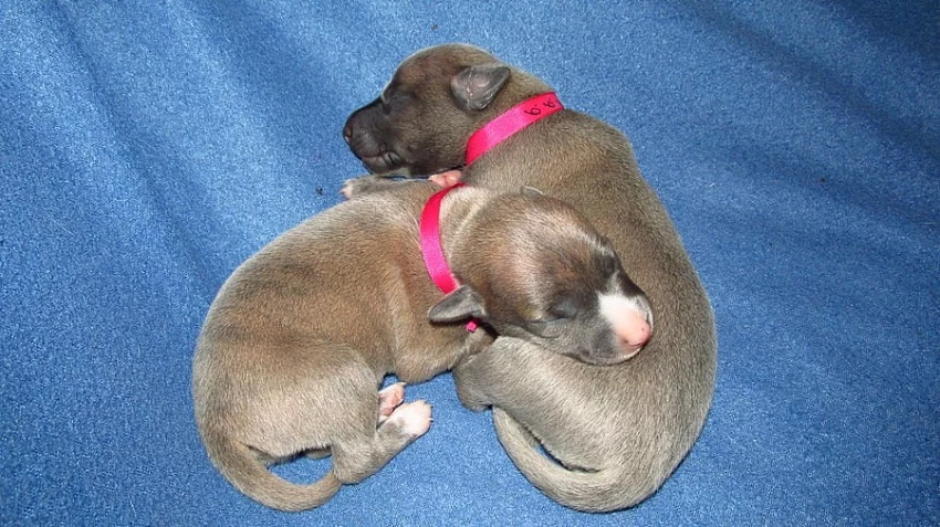 Štěňátka Whippet / Vipet