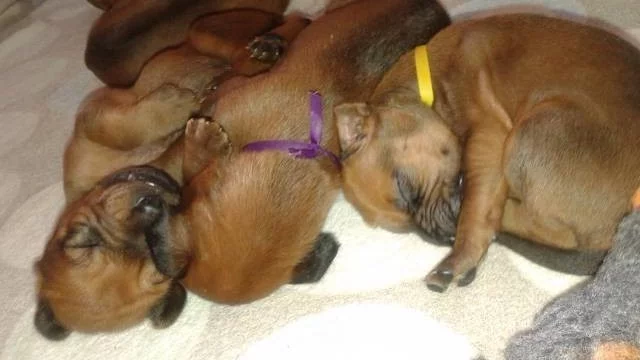 Rhodéský ridgeback- štěňata