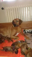 Rhodéský ridgeback- štěňata