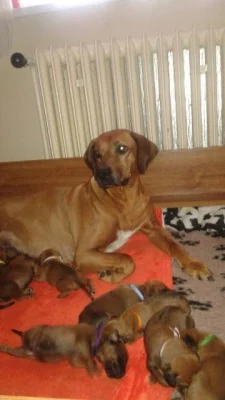 Rhodéský ridgeback- štěňata