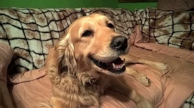 Daruji fenu zlatého retrievera