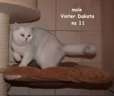 Britský kocourek a malé koťátka s PP na prodej