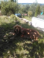 Daruji pejska